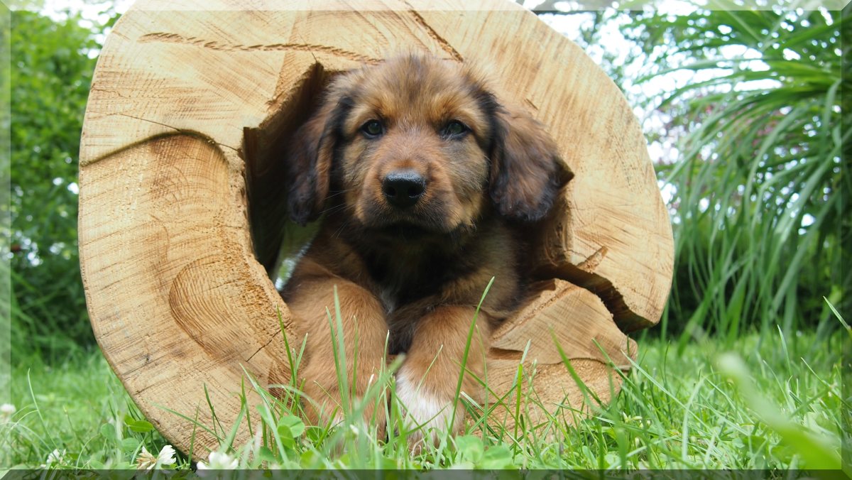 Wäller von der Straubenhalde